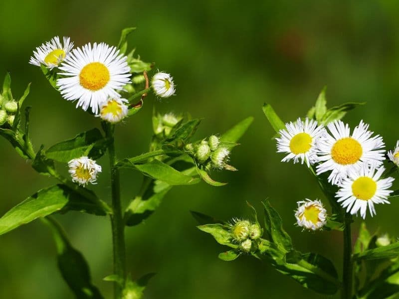 fleabane flowers