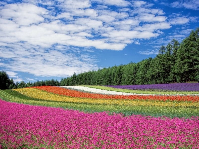 flower field