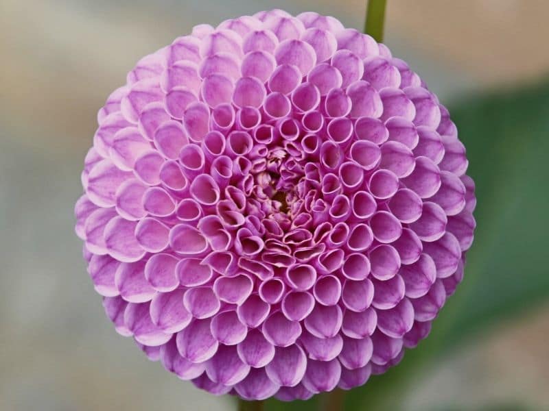 franz kafka dahlia