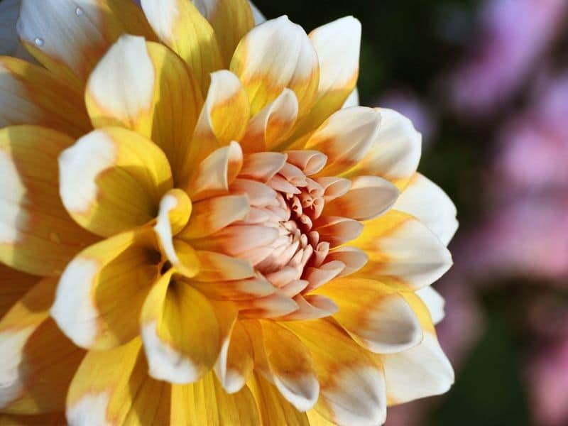 gallery rembrandt dahlia