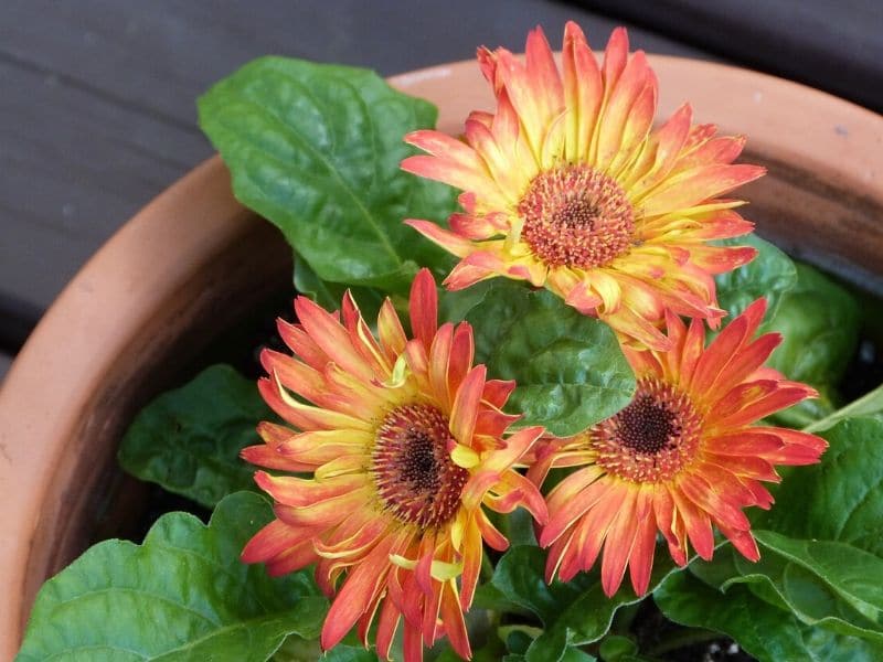 gerbera daisies