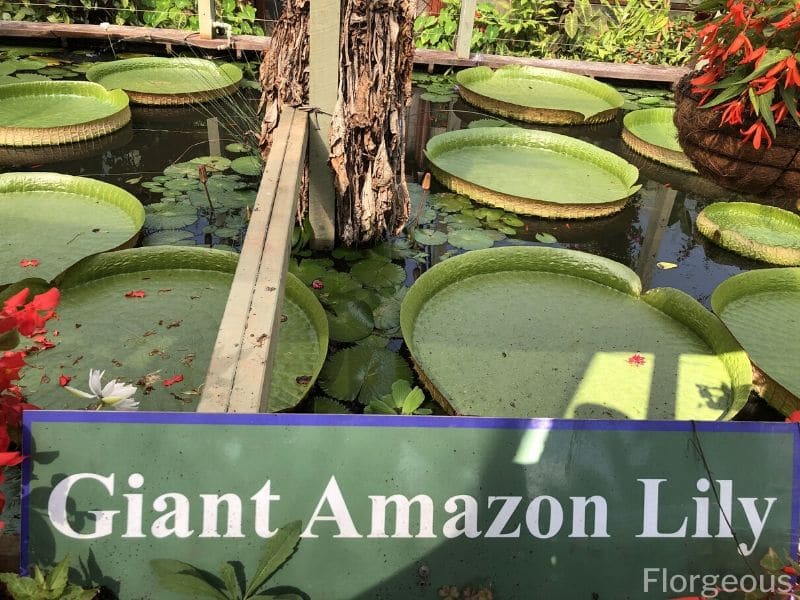 giant amazon water lily