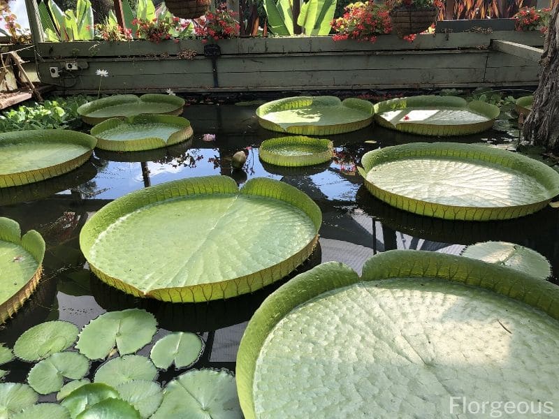 giant water lily leaves