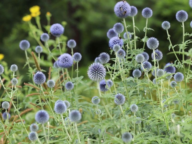 globe thistle flowers