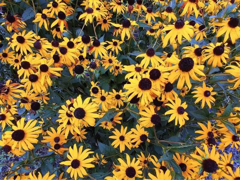 gloriosa daisies