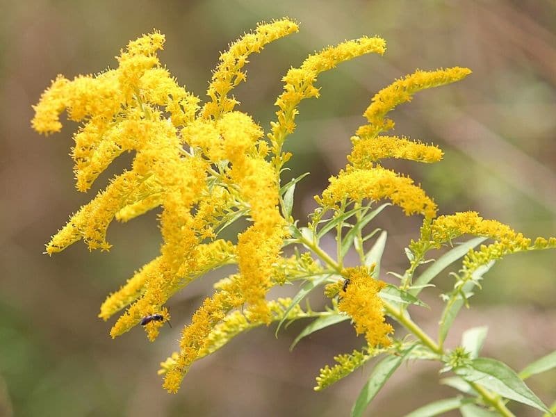 goldenrod flower