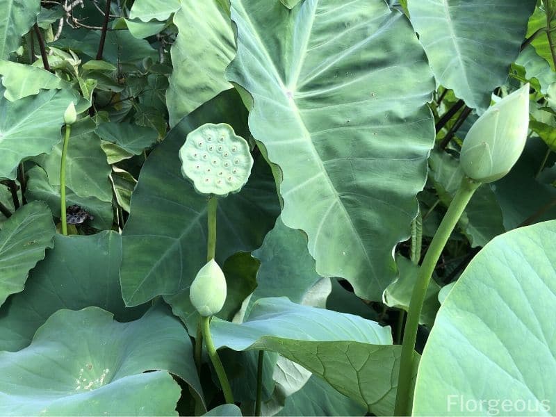 green lotus pod