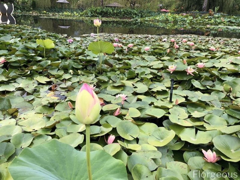 grow lotus plant