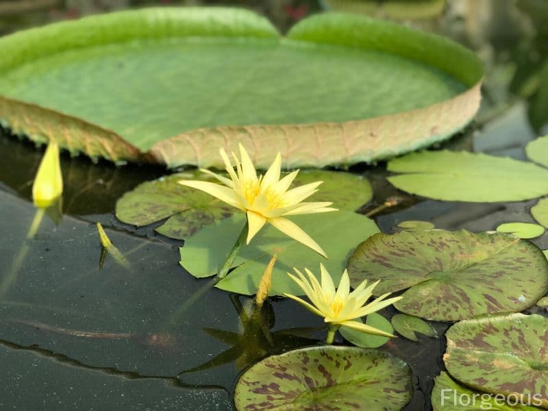 growing water lilies