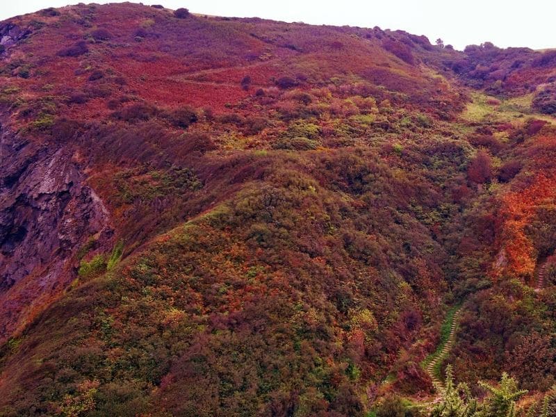 heather scenic landscape