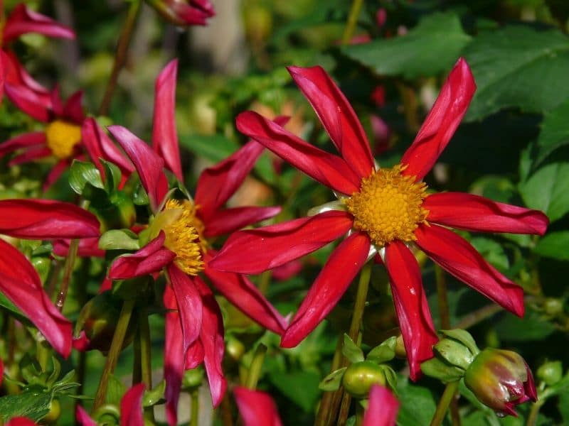 honka red dahlia