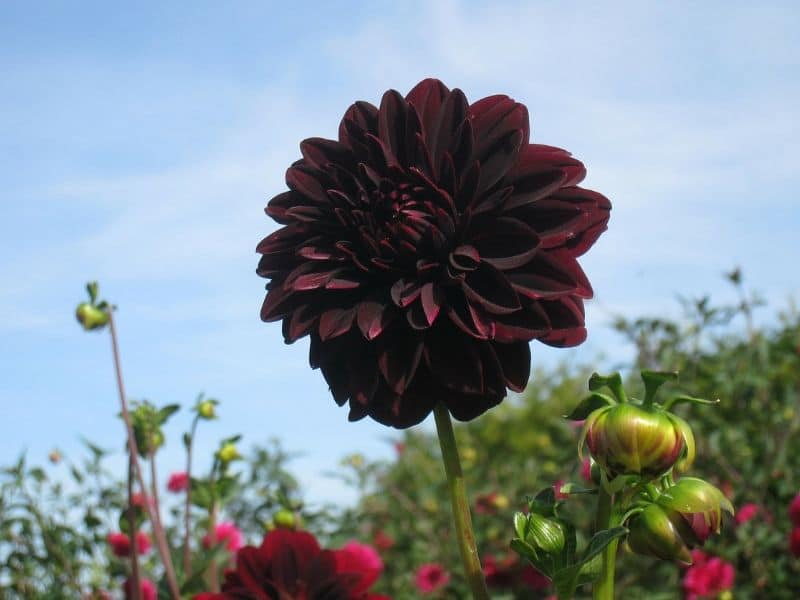 karma choc dahlia