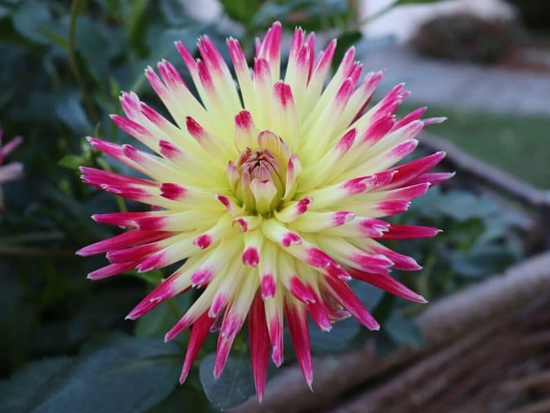 kenora frills dahlia