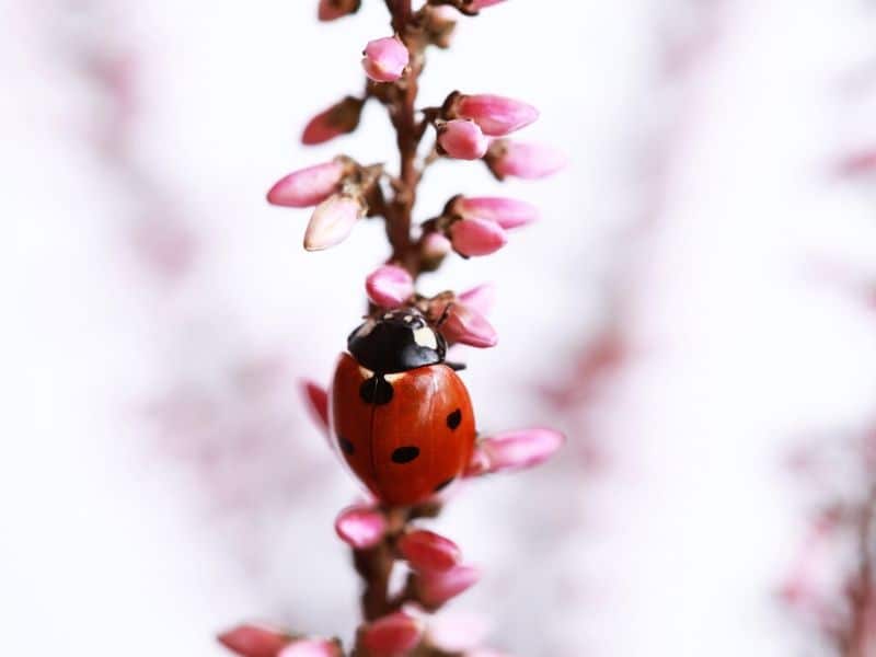 ladybug in heather flower