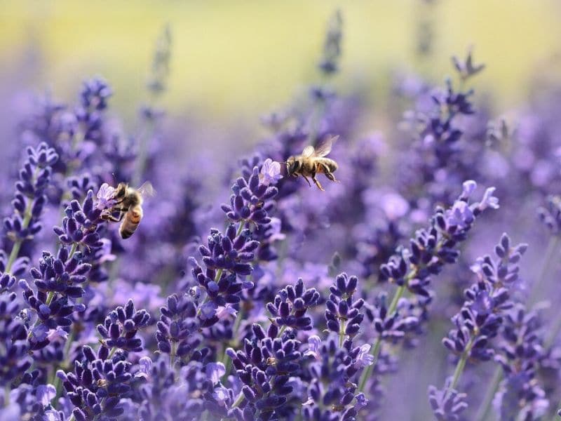 lavender with bees