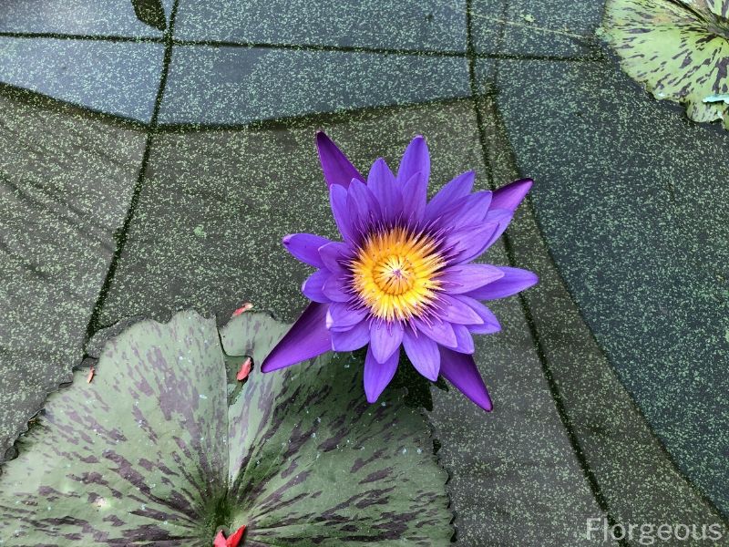 light blue water lily