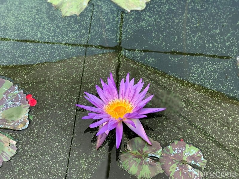 light purple water lily