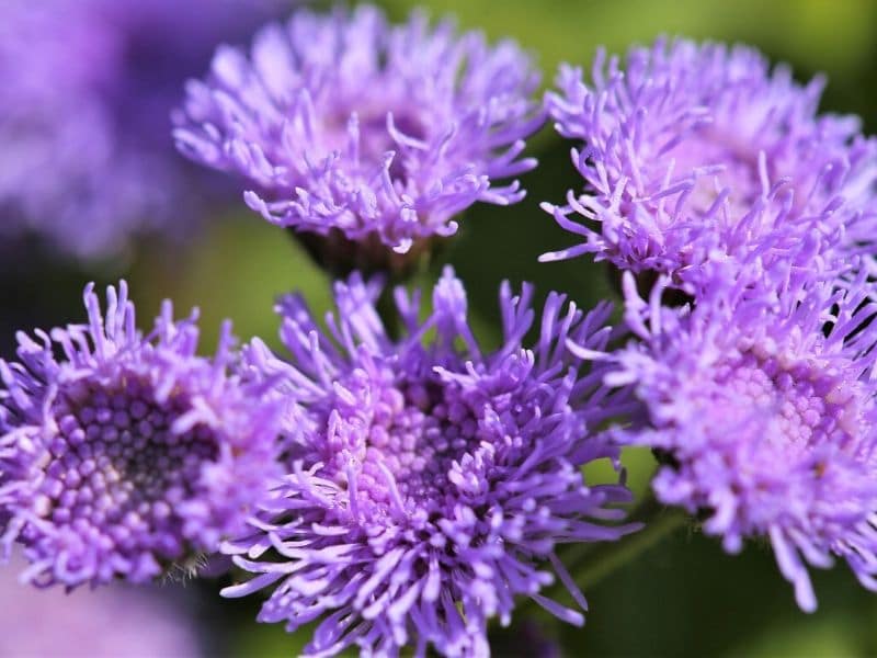 light violet floss flowers