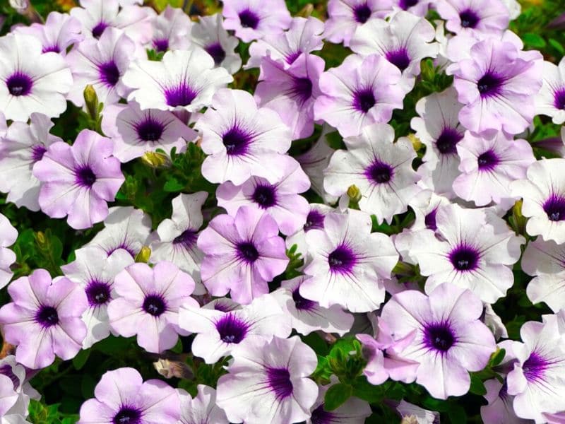 light violet petunias