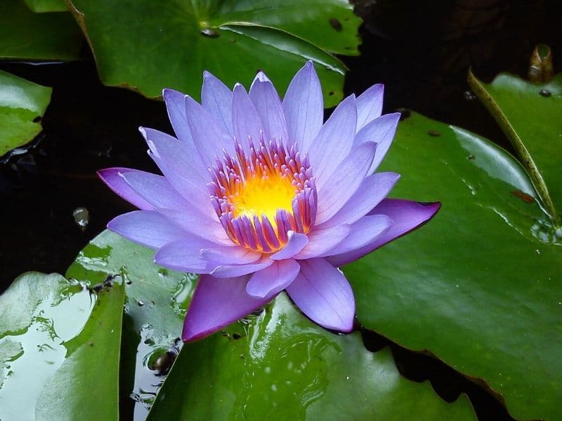 Water Lily Flower Meaning And Symbolism In Different, 50% OFF