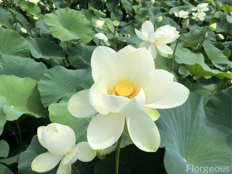 lotus flower close up