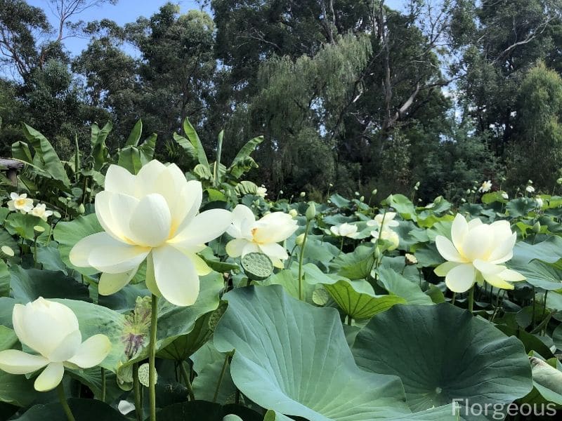 Lotus Flowers 37 Types Meaning And Pictures Florgeous