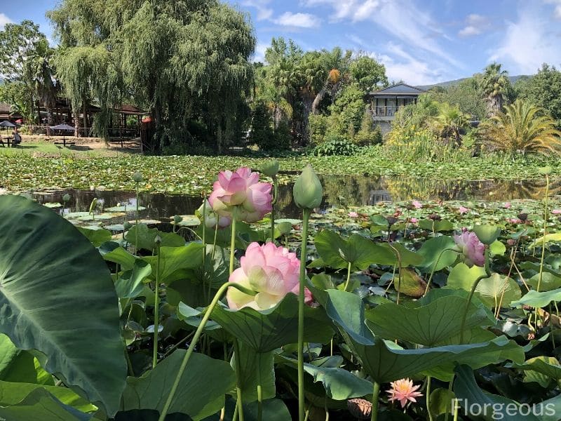 lotus plant care