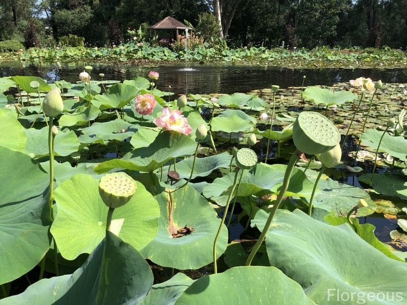 lotus pond