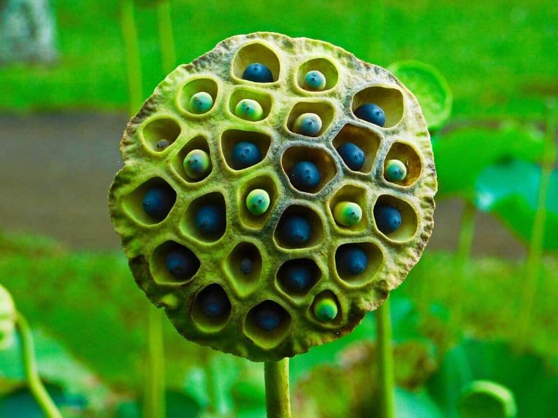 lotus seeds in lotus flower