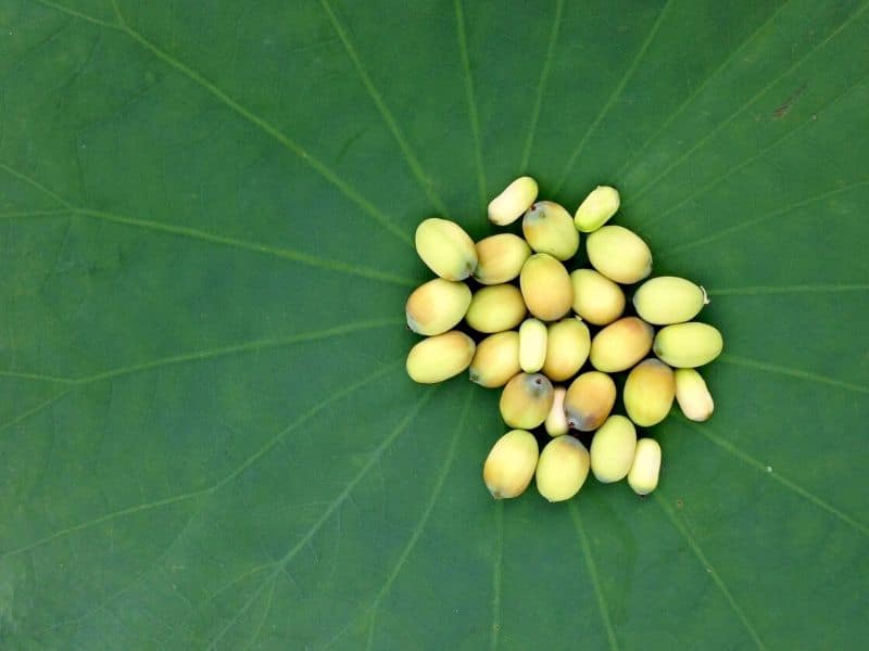 lotus seeds