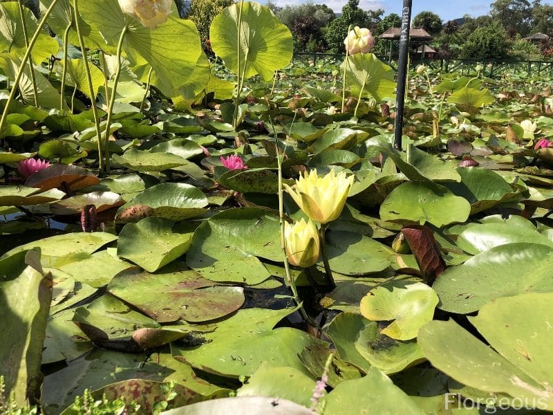 lotus vs water lily