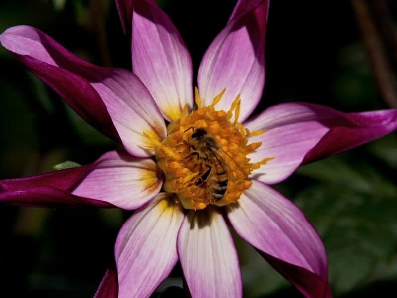 magenta star dahlia