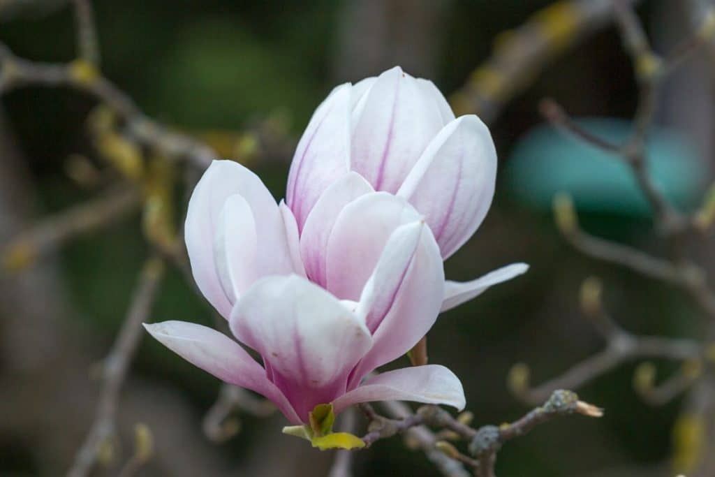 magnolia flower meaning