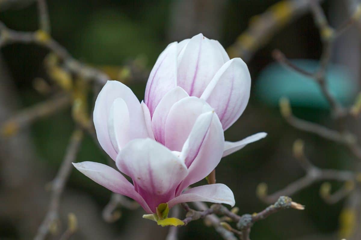 Fascinating Meaning Of Each Magnolia Flower Color Florgeous