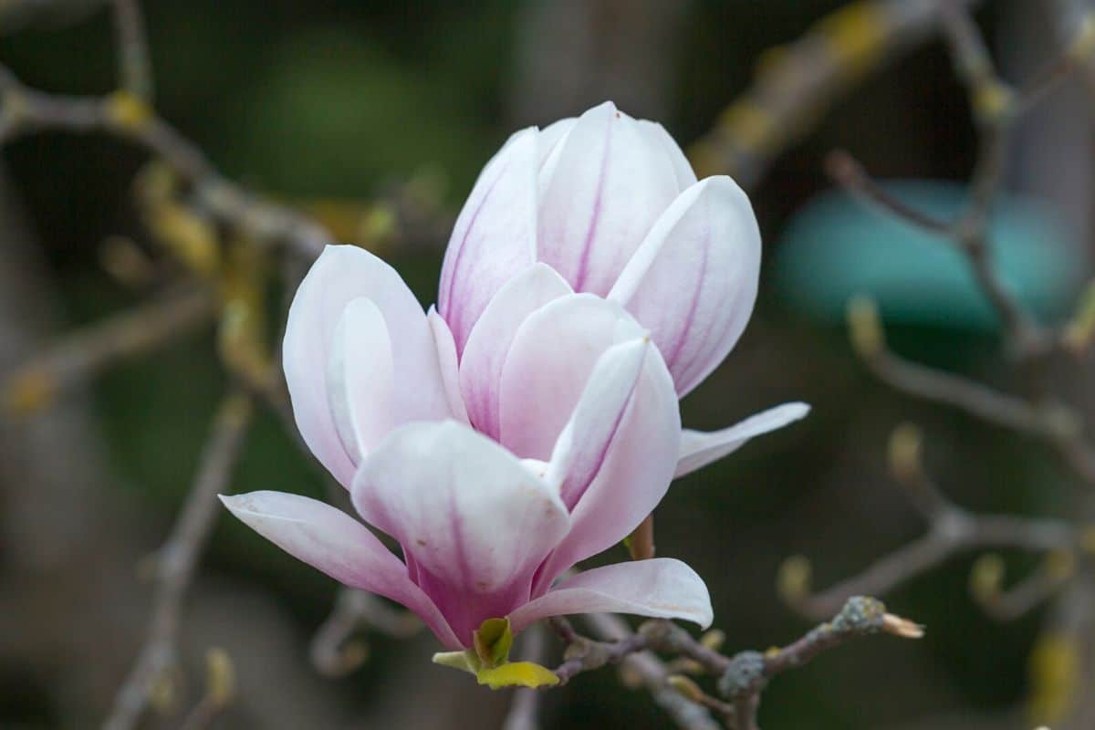 Interesting Meaning And Symbolism Of Magnolia Flower And Tattoo Florgeous