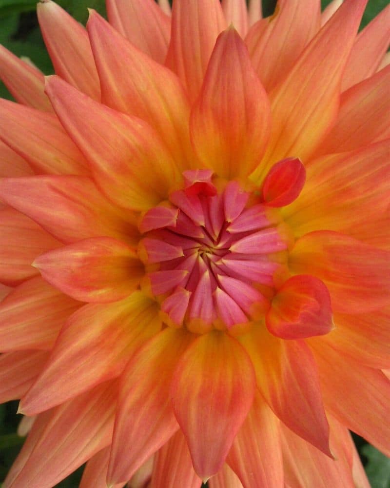 melody dora dahlia