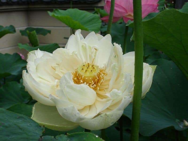mrs perry d slocum lotus
