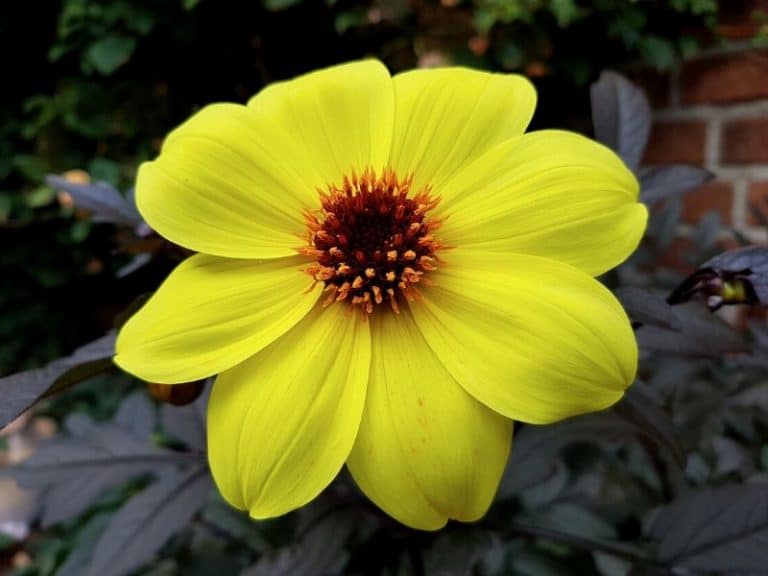 Dahlia Flowers: How To Plant, Grow and Care | Florgeous