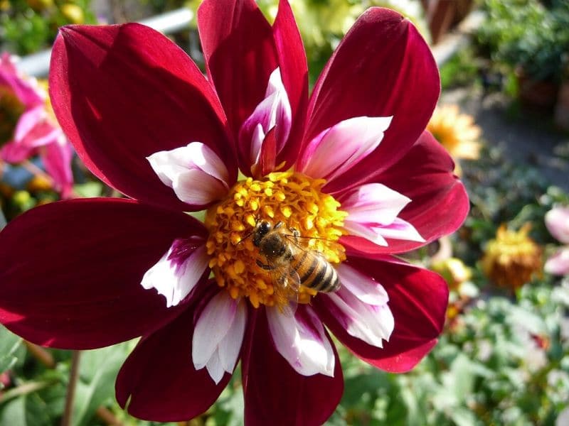 night butterfly dahlia