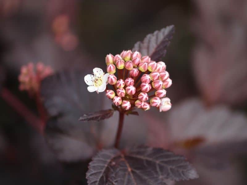 ninebark flower