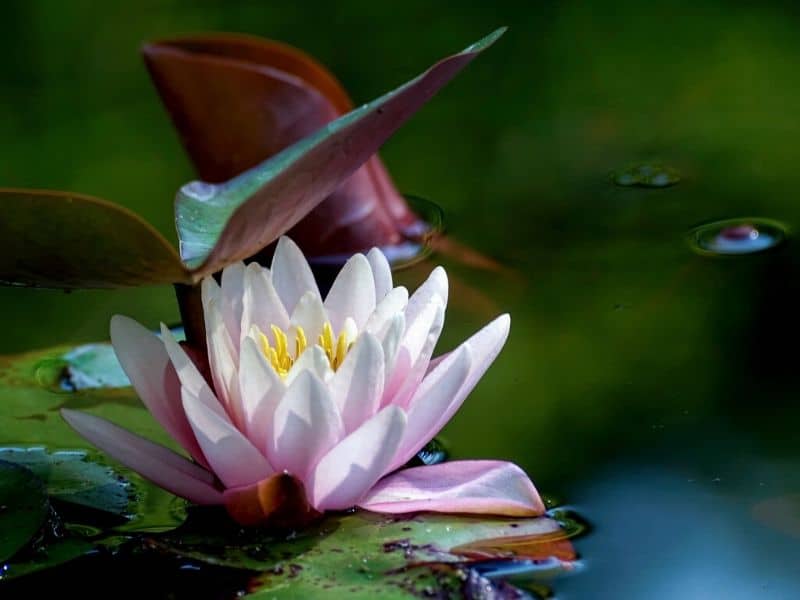 nymphaea darwin water lily