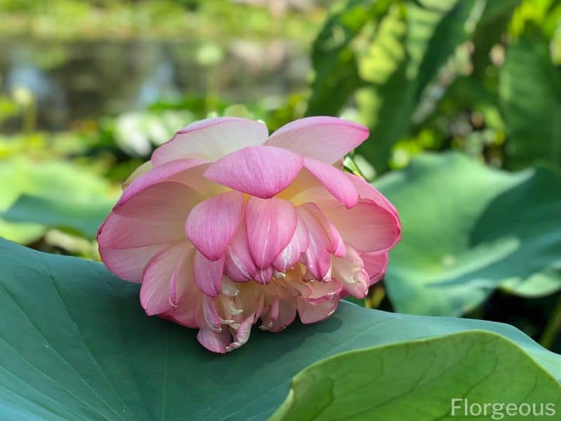 Nymphaea nelumbo