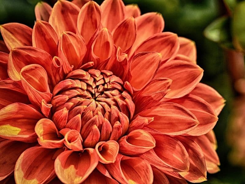 orange dahlia