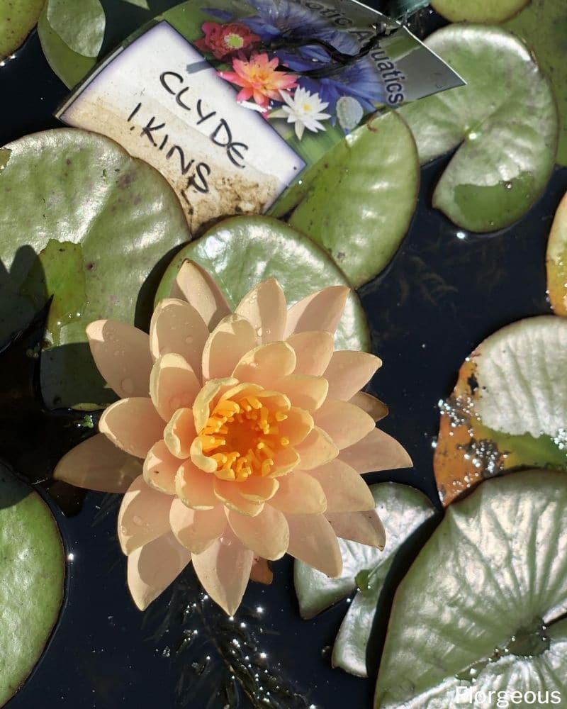 orange water lily flower