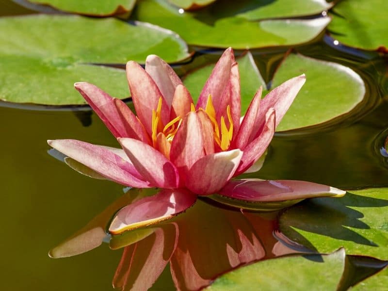 orange water lily with yellow pistils