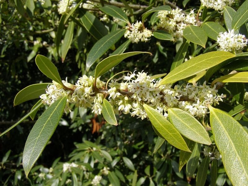 osmanthus flowers