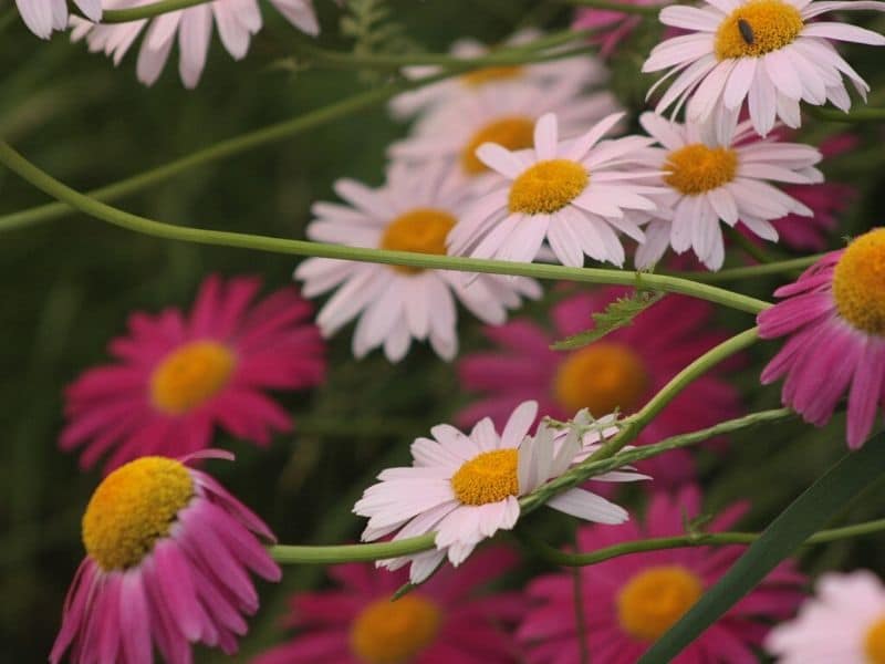 painted daisies