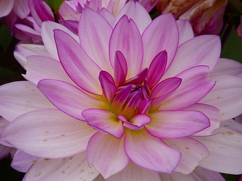 pearl of heemstede dahlia