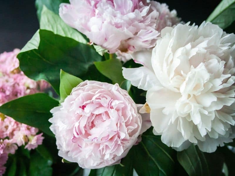 peony flowers