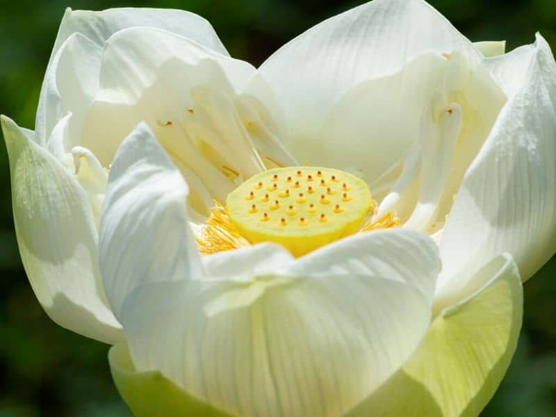 perrys giant sunburst lotus